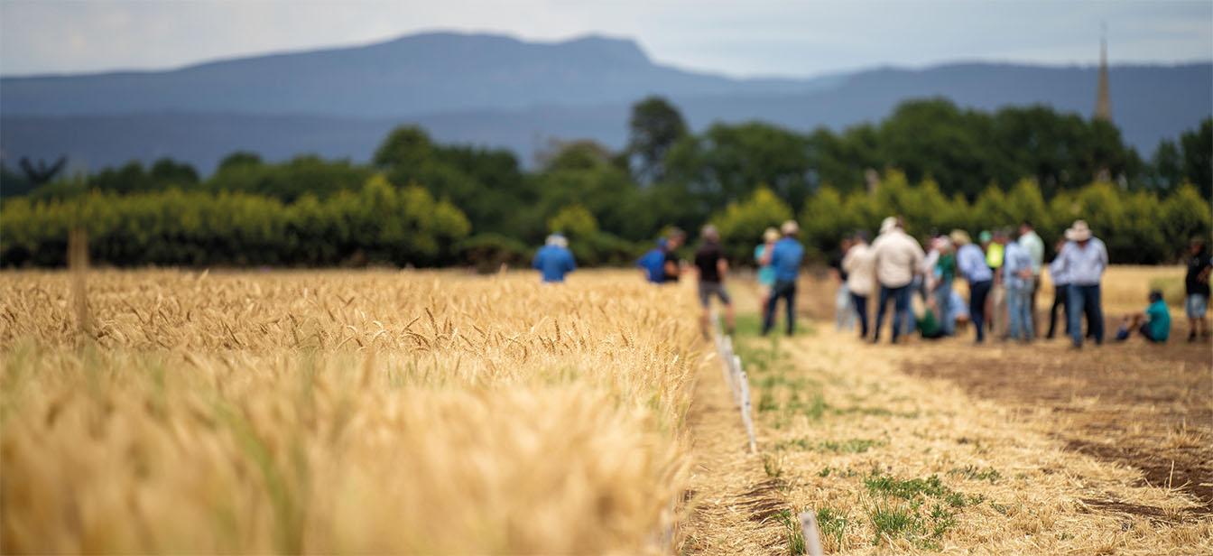 Personas reunidas en un campo de trigo dorado con montañas en el horizonte.